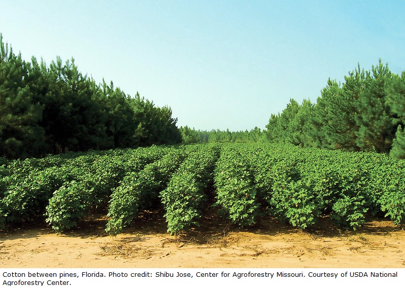 Cotton between pines, Florida. Photo credit: Shibu Jose, Center for Agroforestry Missouri. Courtesy of USDA National Agroforestry center.