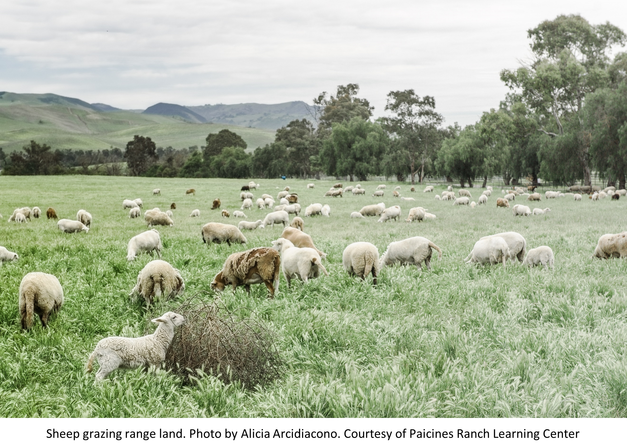 Sheep grazing range land. Photo by Alicia Arcidiacono. Courtesy of Paicines Ranch Learning Center.